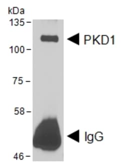 Invitrogen PKC mu Polyclonal Antibody 100 &mu;g; Unconjugated:Antibodies,