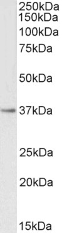 Invitrogen PTGR1 Polyclonal Antibody 100 &mu;g; Unconjugated:Antibodies,