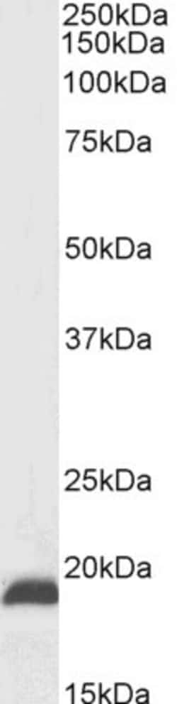 Invitrogen NSG2 Polyclonal Antibody 100 &mu;g; Unconjugated:Antibodies,