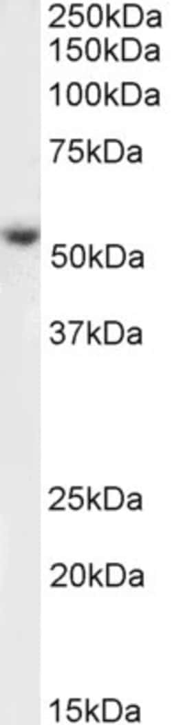 Invitrogen KMO Polyclonal Antibody 100 &mu;g; Unconjugated:Antibodies,