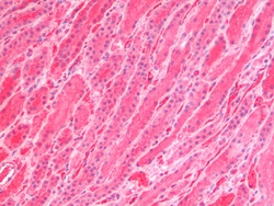 Invitrogen GSTM4 Polyclonal Antibody 100 &mu;g; Unconjugated:Antibodies,