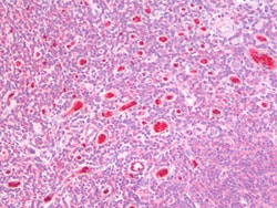 Invitrogen GSTM4 Polyclonal Antibody 100 &mu;g; Unconjugated:Antibodies,