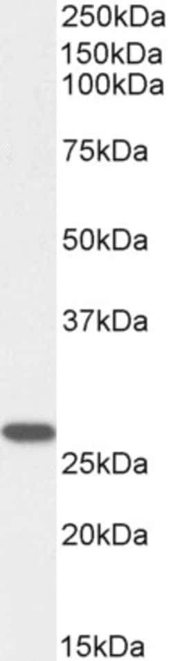 Invitrogen GSTM4 Polyclonal Antibody 100 &mu;g; Unconjugated:Antibodies,