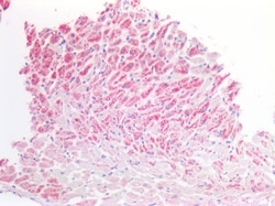 Invitrogen MDH2 Polyclonal Antibody 100 &mu;g; Unconjugated:Antibodies,