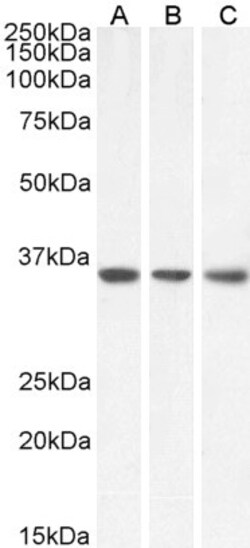 Invitrogen MDH2 Polyclonal Antibody 100 &mu;g; Unconjugated:Antibodies,