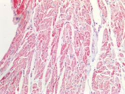 Invitrogen MDH2 Polyclonal Antibody 100 &mu;g; Unconjugated:Antibodies,