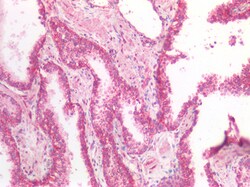 Invitrogen MDH2 Polyclonal Antibody 100 &mu;g; Unconjugated:Antibodies,