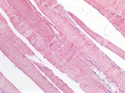 Invitrogen MDH2 Polyclonal Antibody 100 &mu;g; Unconjugated:Antibodies,