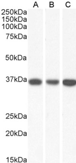 Invitrogen MDH2 Polyclonal Antibody 100 &mu;g; Unconjugated:Antibodies,