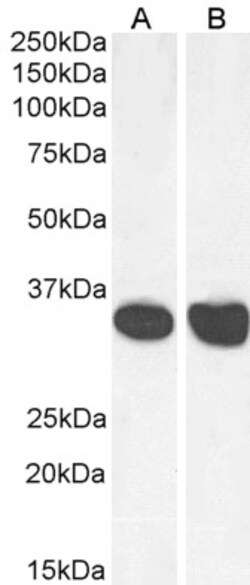 Invitrogen MDH2 Polyclonal Antibody 100 &mu;g; Unconjugated:Antibodies,