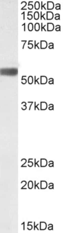 Invitrogen LAP (Latency Associated Peptide) Polyclonal Antibody 100 &mu;g;