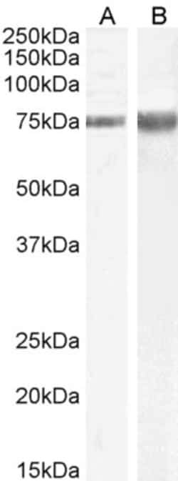 Invitrogen JIP1 Polyclonal Antibody 100 &mu;g; Unconjugated:Antibodies,