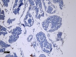Invitrogen ACE2 Polyclonal Antibody 100 &mu;g; Unconjugated:Antibodies,