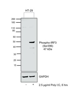 Invitrogen Phospho-IRF3 (Ser396) Polyclonal Antibody 100 &mu;L | Buy Online | Invitrogen&trade; | Fisher Scientific
