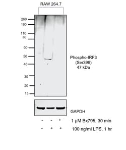 Invitrogen Phospho-IRF3 (Ser396) Polyclonal Antibody 100 &mu;L | Buy Online | Invitrogen&trade; | Fisher Scientific
