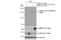 SARS-CoV-2 Spike Protein S2/S2' (strain Wuhan-Hu-1) Polyclonal Antibody,