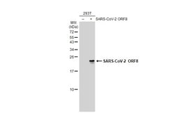 Invitrogen SARS-CoV-2 ORF8 (strain Wuhan-Hu-1) Polyclonal Antibody 100