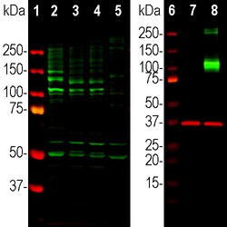 Invitrogen Adenylate Cyclase 3 Polyclonal Antibody 100 &mu;L; Unconjugated:Antibodies,