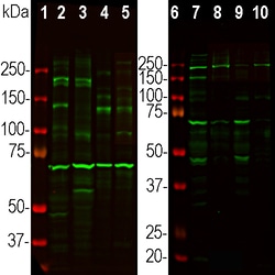 Invitrogen Ankyrin G Polyclonal Antibody 100 &mu;L; Unconjugated:Antibodies,