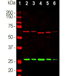 Invitrogen Calretinin Polyclonal Antibody:Antibodies:Primary Antibodies