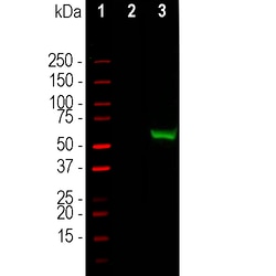 Invitrogen Cas9 Polyclonal Antibody:Antibodies:Primary Antibodies