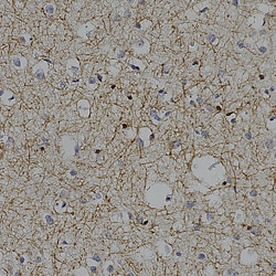 Invitrogen CNPase Polyclonal Antibody:Antibodies:Primary Antibodies
