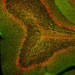 Invitrogen CNPase Polyclonal Antibody:Antibodies:Primary Antibodies