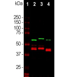 Invitrogen CNPase Polyclonal Antibody:Antibodies:Primary Antibodies