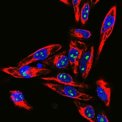 Invitrogen Fibrillarin Polyclonal Antibody:Antibodies:Primary Antibodies