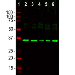 Invitrogen Fibrillarin Polyclonal Antibody:Antibodies:Primary Antibodies