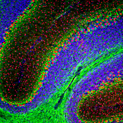 Invitrogen RBFOX2 Polyclonal Antibody:Antibodies:Primary Antibodies