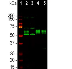 Invitrogen RBFOX2 Polyclonal Antibody:Antibodies:Primary Antibodies