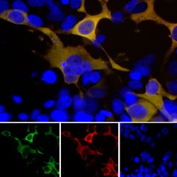 Invitrogen GFP Polyclonal Antibody 100 &mu;L; Unconjugated:Antibodies,