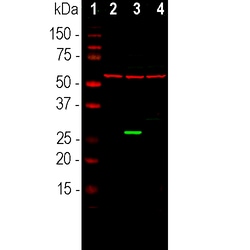 Invitrogen GFP Polyclonal Antibody 100 &mu;L; Unconjugated:Antibodies,