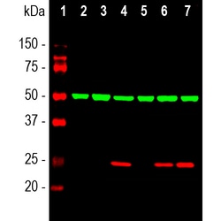 Invitrogen HSP27 Polyclonal Antibody:Antibodies:Primary Antibodies
