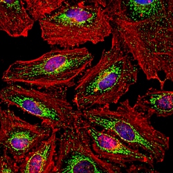Invitrogen HSP60 Polyclonal Antibody 100 &mu;L; Unconjugated:Antibodies,
