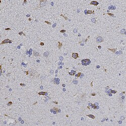 Invitrogen HSP60 Polyclonal Antibody 100 &mu;L; Unconjugated:Antibodies,