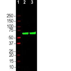 Invitrogen HSP60 Polyclonal Antibody 100 &mu;L; Unconjugated:Antibodies,