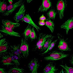 Invitrogen Ki-67 Polyclonal Antibody 500 &mu;L; Unconjugated:Antibodies,