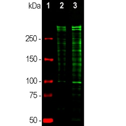 Invitrogen Ki-67 Polyclonal Antibody 500 &mu;L; Unconjugated:Antibodies,
