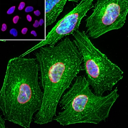 Invitrogen Lamin A/C Polyclonal Antibody:Antibodies:Primary Antibodies