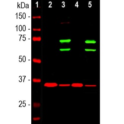 Invitrogen Lamin A/C Polyclonal Antibody:Antibodies:Primary Antibodies
