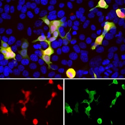 Invitrogen mCherry Polyclonal Antibody 100 &mu;L; Unconjugated:Antibodies,