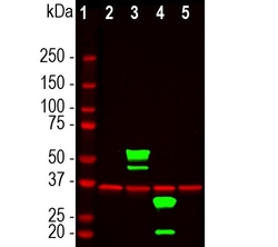 Invitrogen mCherry Polyclonal Antibody 100 &mu;L; Unconjugated:Antibodies,