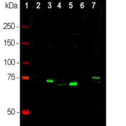 Invitrogen MECP2 Polyclonal Antibody:Antibodies:Primary Antibodies