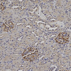 Invitrogen Nestin Polyclonal Antibody:Antibodies:Primary Antibodies