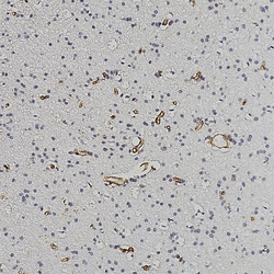 Invitrogen Nestin Polyclonal Antibody:Antibodies:Primary Antibodies