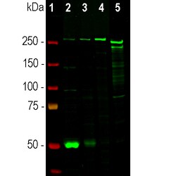 Invitrogen Nestin Polyclonal Antibody:Antibodies:Primary Antibodies