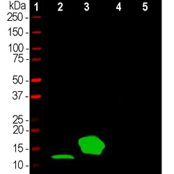 Invitrogen Parvalbumin Polyclonal Antibody:Antibodies:Primary Antibodies