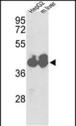 Invitrogen IDH1 Polyclonal Antibody 400 &mu;L | Buy Online | Invitrogen&trade; | Fisher Scientific